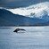 A photographer shoots a whale’s tail in a backdrop of snowcapped mountains